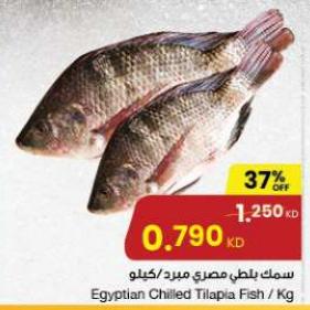 Egyptian Chilled Tilapia Fish / Kg