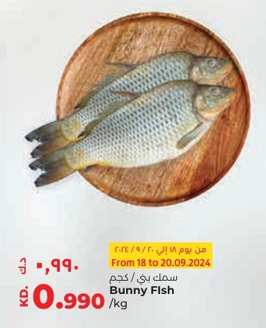 Bunny Fish kg