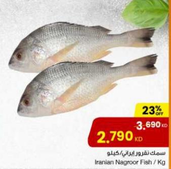 Iranian Nagroor Fish KG