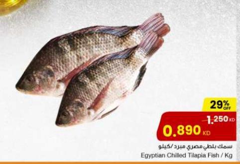 Egyptian Chilled Tilapia Fish KG