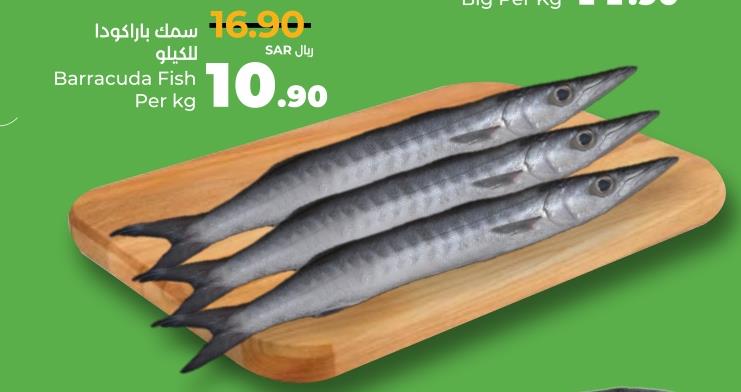 Barracuda Fish Per kg