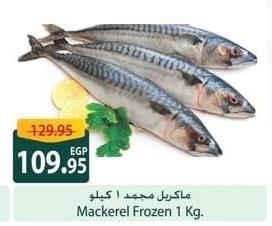 Mackerel Frozen 1 Kg.