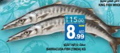 Barracuda Fish (Tinda) KG 1 KG