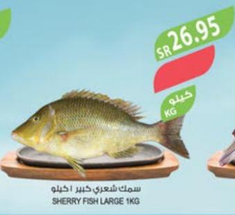 SHERRY FISH LARGE 1KG