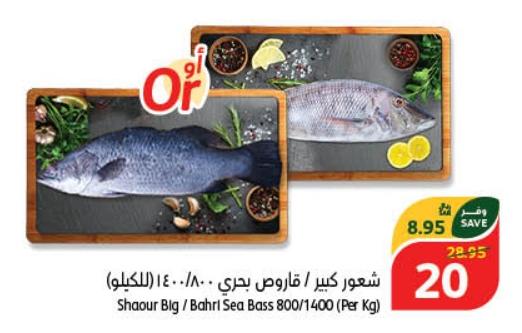 Shaour Big / Bahri Sea Bass 800/1400 (Per Kg)