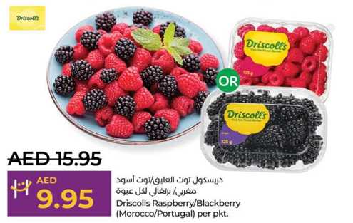 Driscolls Raspberry/Blackberry (Morocco/Portugal) per pkt.