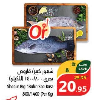 Shaour Big/Bahri Sea Bass 800/1400 (Per Kg)