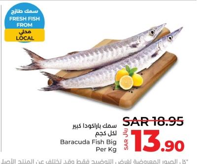 Baracuda Fish Big Per Kg