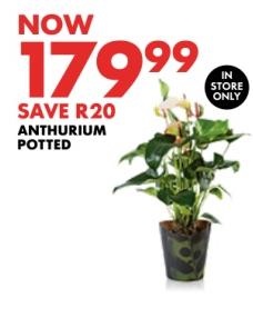 Anthurium Potted