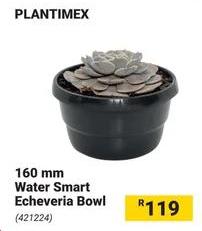 Platimex 160 mm Water Smart Echeveria Bowl