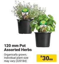 120 mm Pot Assorted Herbs