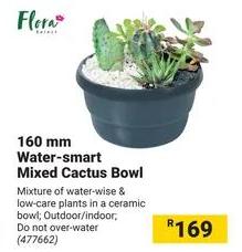 Flora 160 mm Water-smart Mixed Cactus Bowl