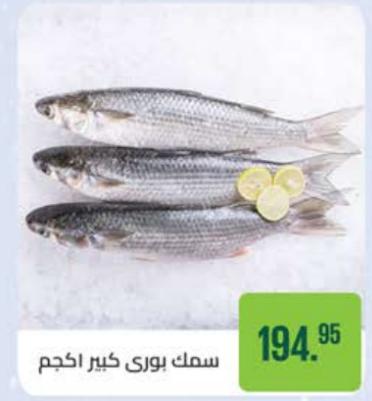 Boori Fish-Fresh Per Kg 