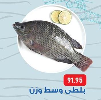 Tilapia Fish-Fresh Per Kg 