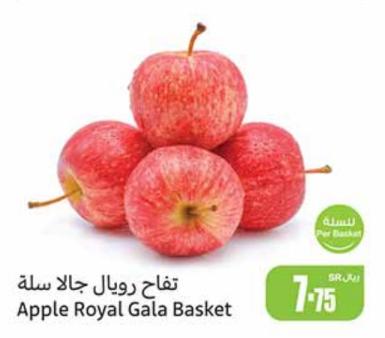 Apple Royal Gala Basket PER PACK