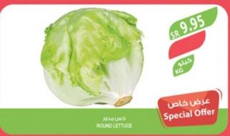 Round Lettuce