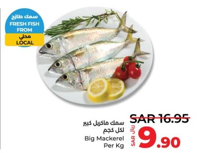 BIG Mackerel Per Kg