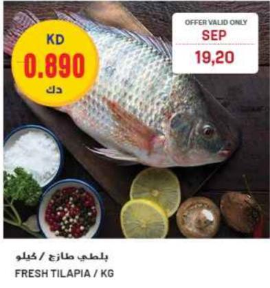 Fresh Tilapia / KG