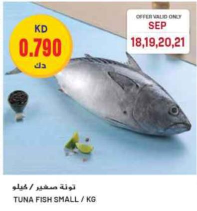 Tuna Fish Small / KG