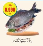 Catla Fish from Egypt