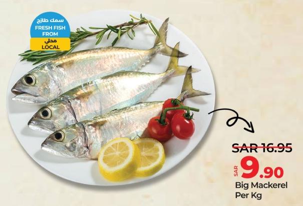 Big Mackerel PER KG