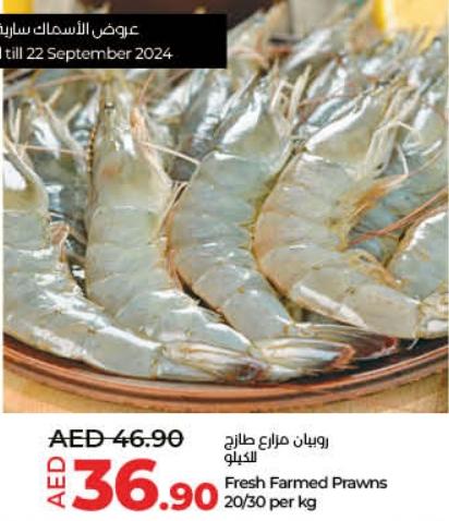 Fresh Farmed Prawns 20/30 per kg