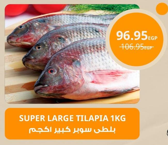 Super large tilapia 1 kg