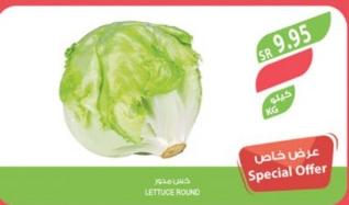 Round Lettuce per kg