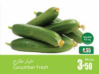 Cucumber Fresh