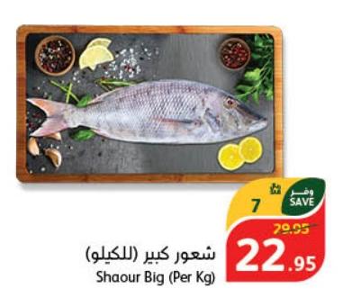 Shaour Big (Per Kg)