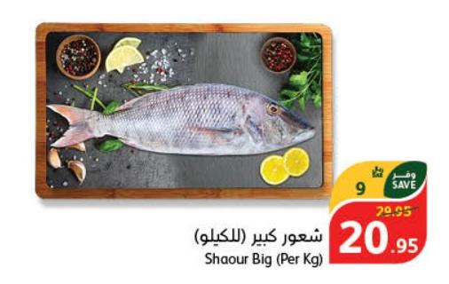 Big Shaour Fish (Per Kg) 