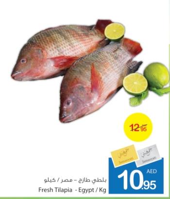 Fresh Tilapia - Egypt / Kg