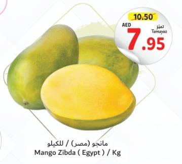 Mango Zibda (Egypt) / Kg