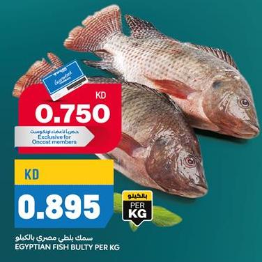 EGYPTIAN FISH BULTY PER KG