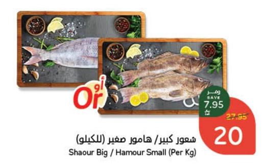 Shaour Big / Hamour Small (Per Kg)