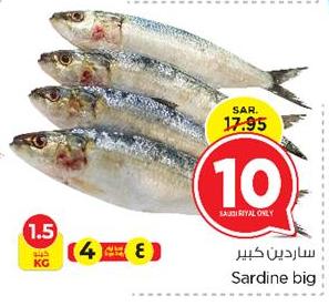 Sardine big 1.5 KG