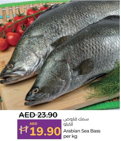 Arabian Sea Bass per kg