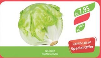 ROUND LETTUCE 1 KG